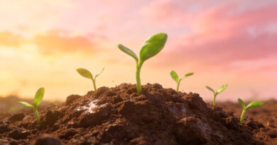 Они хотели похоронить нас, но мы оказались семенами