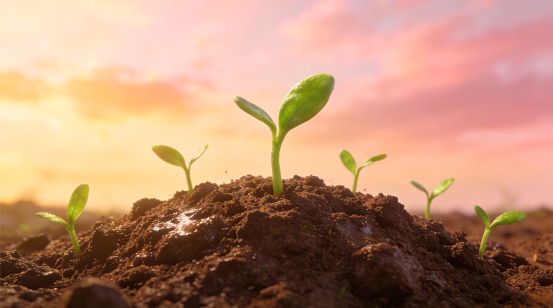 Они хотели похоронить нас, но мы оказались семенами